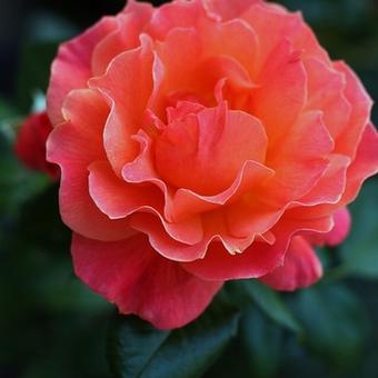 Rosa 'Fellowship'