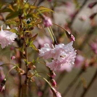 Prunus incisa 'Oshidori'