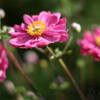 Anemone x hybrida 'Pamina' - Anemone x hybrida 'Pamina'