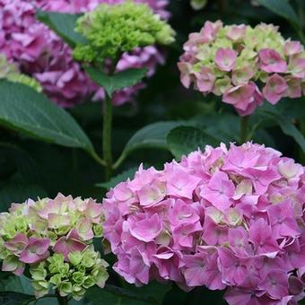 Hydrangea macrophylla 'Gertrud Glahn'