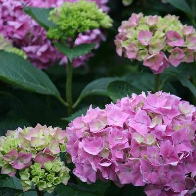 Hydrangea macrophylla 'Gertrud Glahn' - 