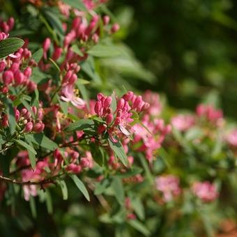 Lonicera tatarica