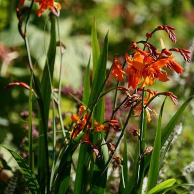 Crocosmia x crocosmiiflora 'Emily McKenzie' - Crocosmia x crocosmiiflora 'Emily McKenzie'