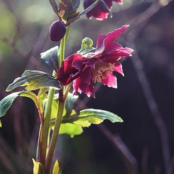 Helleborus orientalis