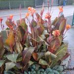 Canna indica - 