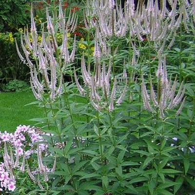 Veronicastrum virginicum 'Roseum' - Veronicastrum virginicum 'Roseum'