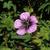 Geranium 'Salomé'