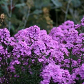 Phlox paniculata 'Hesperis'