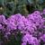 Phlox paniculata 'Hesperis'