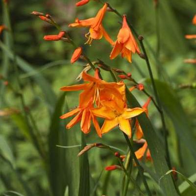 Crocosmia x crocosmiiflora 'Star of the East' - 