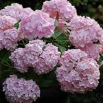 Hydrangea Macrophylla 'ENDLESS SUMMER' - 