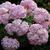 Hydrangea Macrophylla 'ENDLESS SUMMER'