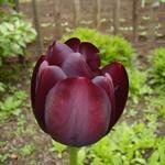 Tulipa 'Queen Of Night' - 