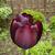 Tulipa 'Queen Of Night'