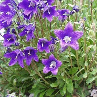 Campanula aucheri