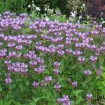 Monarda 'Neon' - Monarda 'Neon'