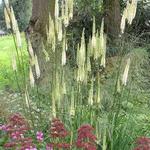 Actaea simplex 'Prichard's Giant' - Actaea simplex 'Prichard's Giant'