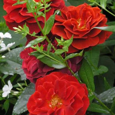 Rosa 'Brown Velvet' - 