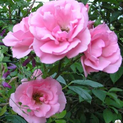 Rosa 'Bantry Bay' - 