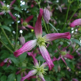 Clematis x triternata 'Rubromarginata'