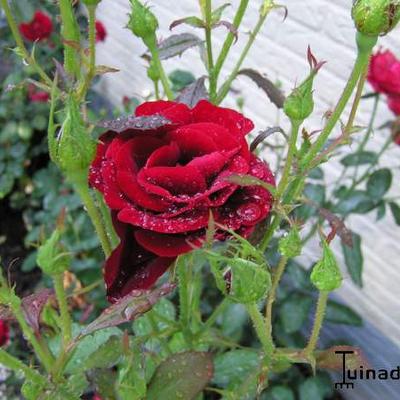 Rosa 'H.C. Andersen' - 