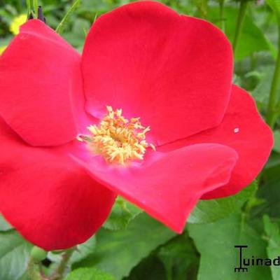 Rosa 'Robusta' - 