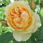 Rosa 'Graham Thomas' - 