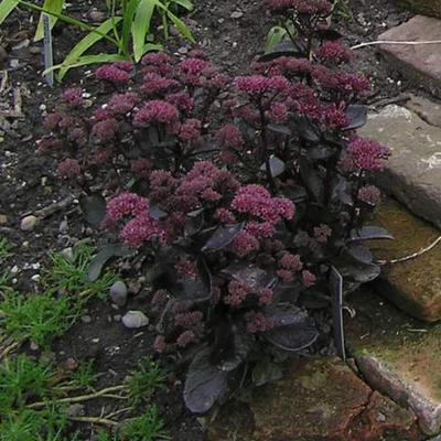 Sedum telephium 'El Cid' - 