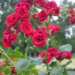 Rosa 'Sympathie' - 