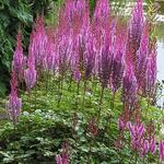 Astilbe chinensis var. taquetii 'Purpurlanze' - 