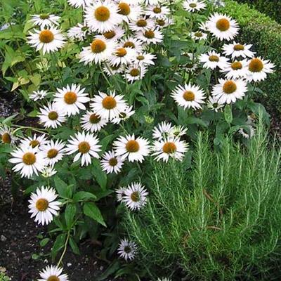 Echinacea purpurea 'Fragrant Angel' - 