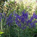 Aconitum napellus 'Newry Blue' - 