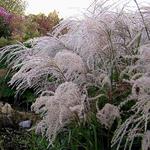 Miscanthus sinensis 'Gewitterwolke' - 