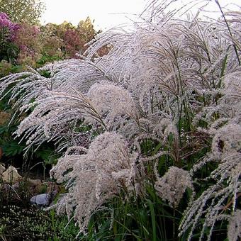 Miscanthus sinensis 'Gewitterwolke'