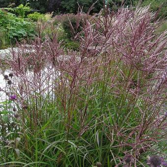 Miscanthus sinensis 'Ferner Osten'