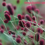 Sanguisorba - Wiesenknopf