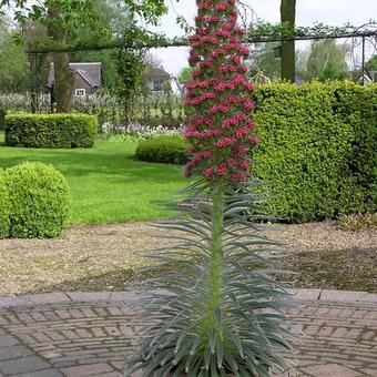 Echium wildpretii