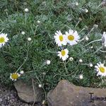 Rhodanthemum hosmariense - 