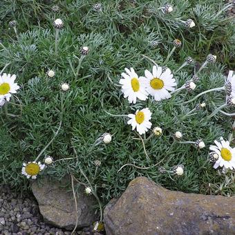 Rhodanthemum hosmariense