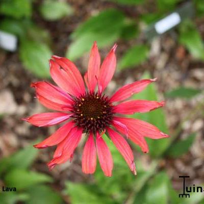 Echinacea purpurea 'Hot Lava' - Echinacea purpurea 'Hot Lava'