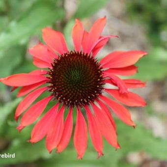 Echinacea purpurea 'Firebird'