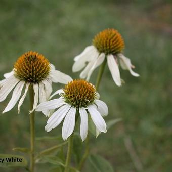 Echinacea purpurea 'Crazy White'