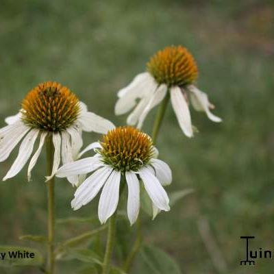 Echinacea purpurea 'Crazy White' - 