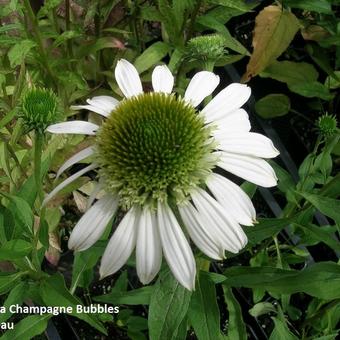 Echinacea  purpurea 'Champagne Bubbles'