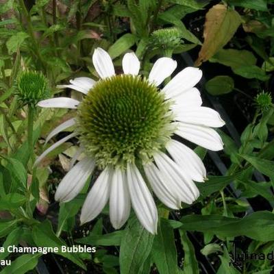 Echinacea  purpurea 'Champagne Bubbles' - 