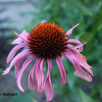 Echinacea purpurea 'After Midnight'