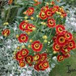 Helenium 'Flammenrad' - 