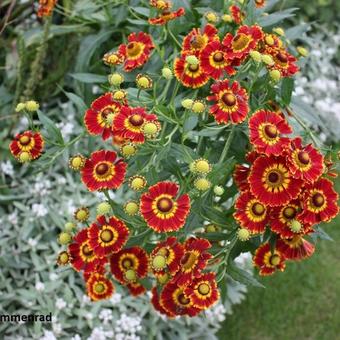 Helenium 'Flammenrad'