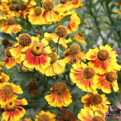 Helenium 'Biedermeier'