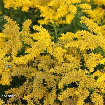 Solidago 'Strahlenkrone'